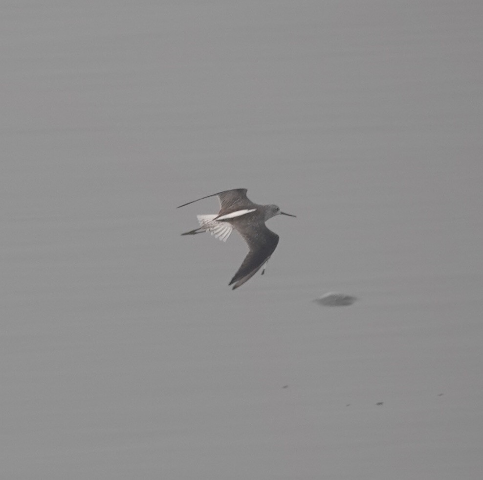 Marsh Sandpiper - Prof Chandan Singh Dalawat