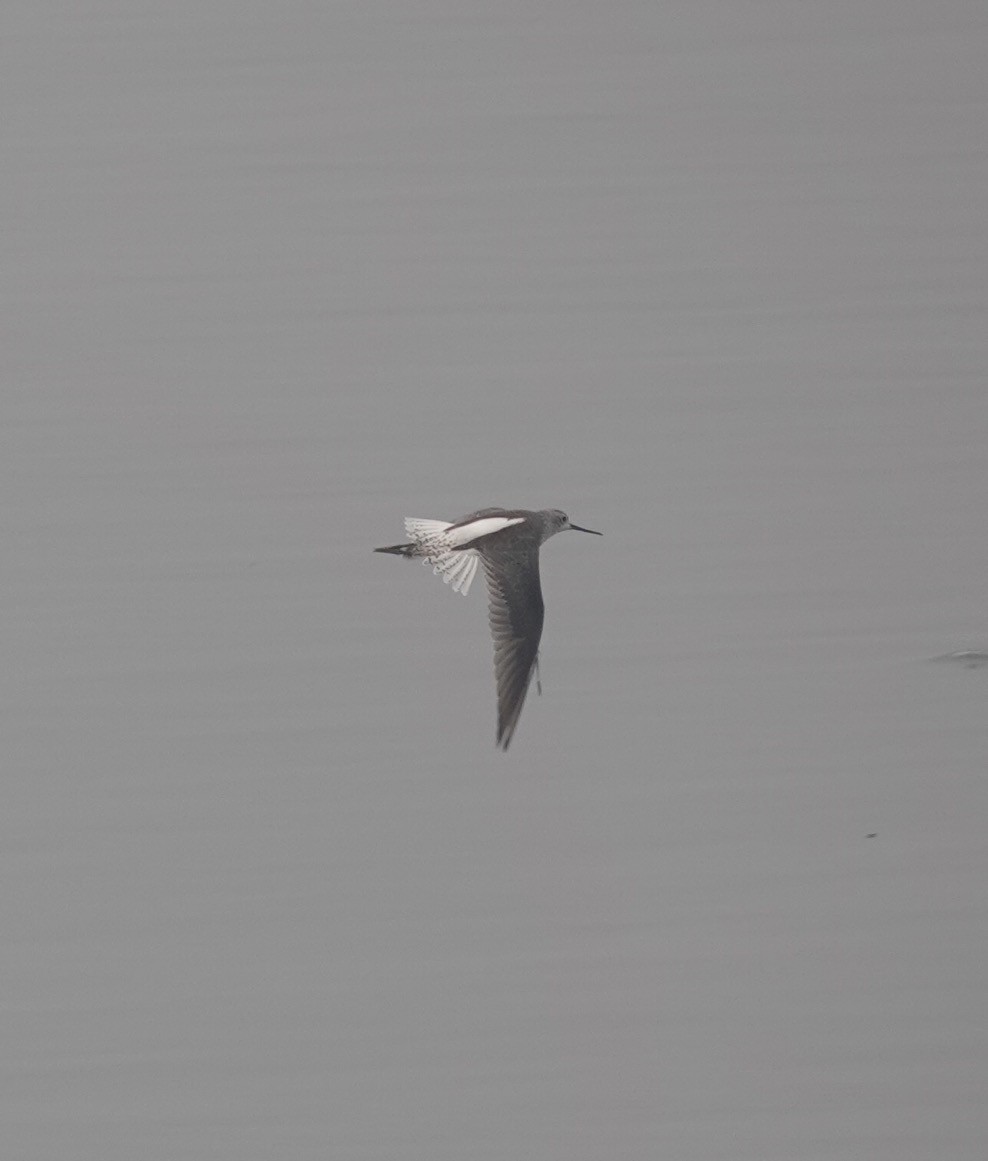 Marsh Sandpiper - Prof Chandan Singh Dalawat