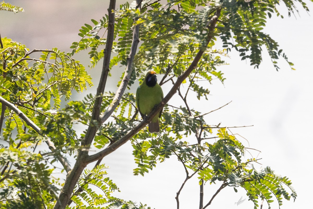 Golden-fronted Leafbird - ML518481451