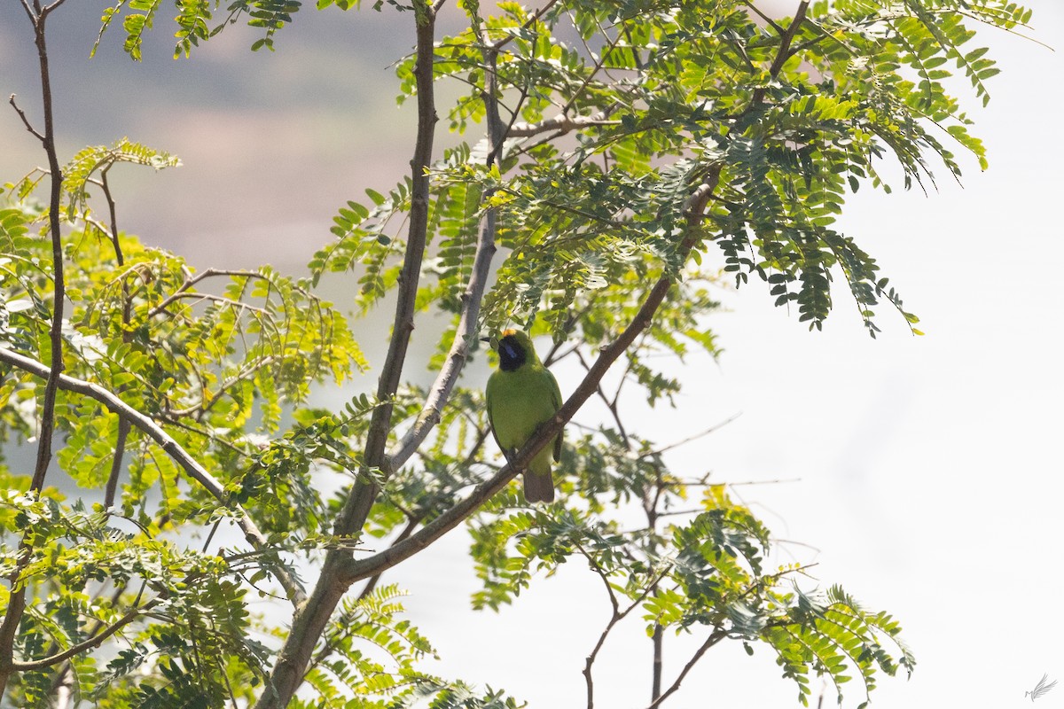 Golden-fronted Leafbird - ML518481461