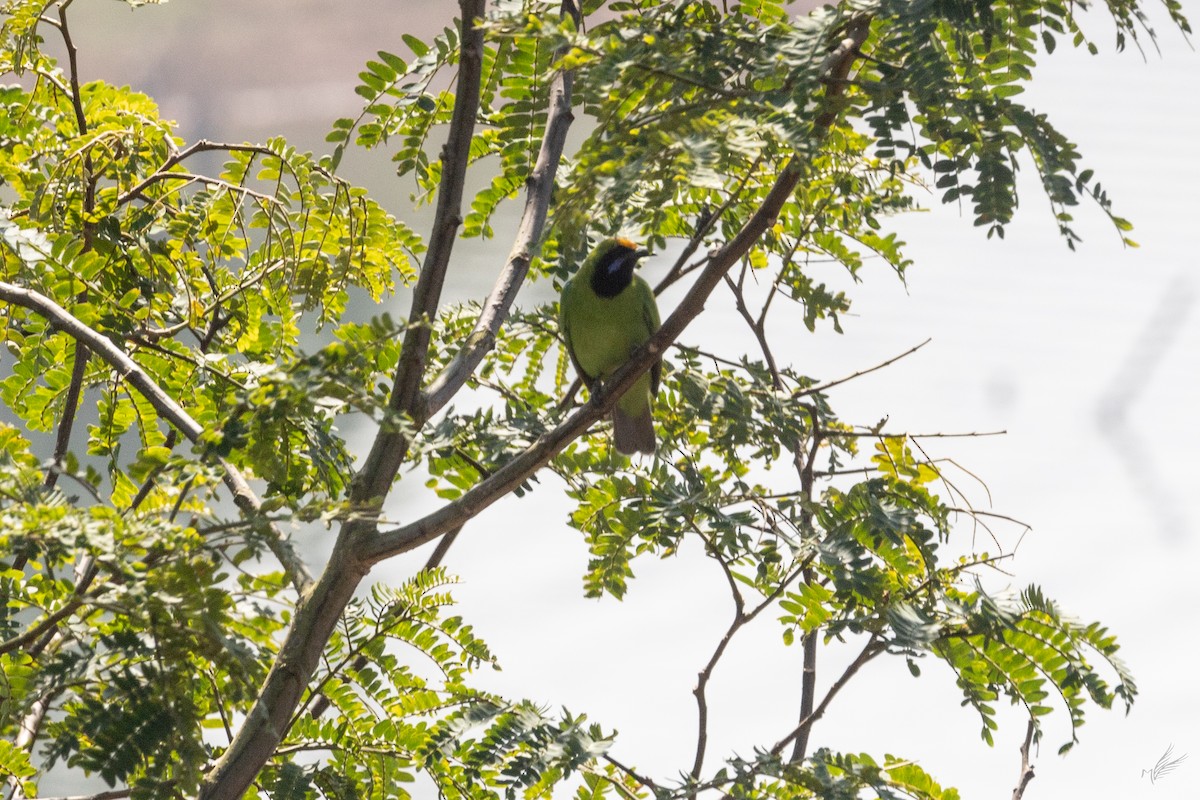 Golden-fronted Leafbird - ML518481471