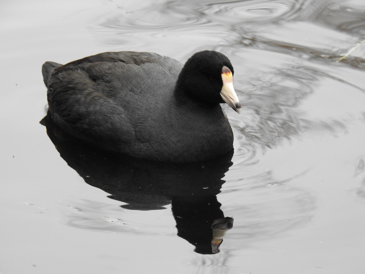 American Coot - ML51848161