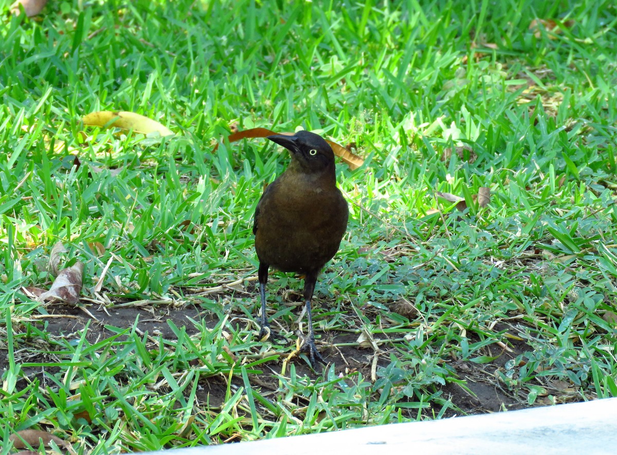 Great-tailed Grackle - ML51848171