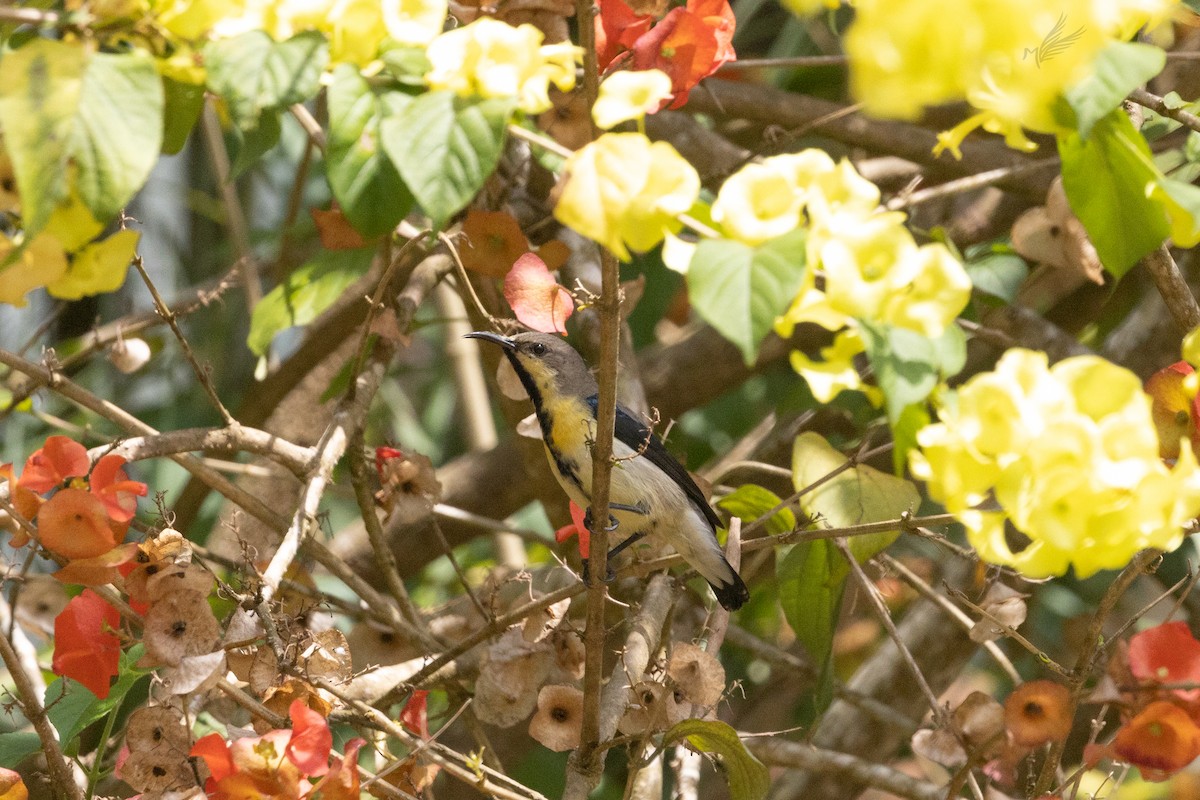 Purple Sunbird - ML518481721