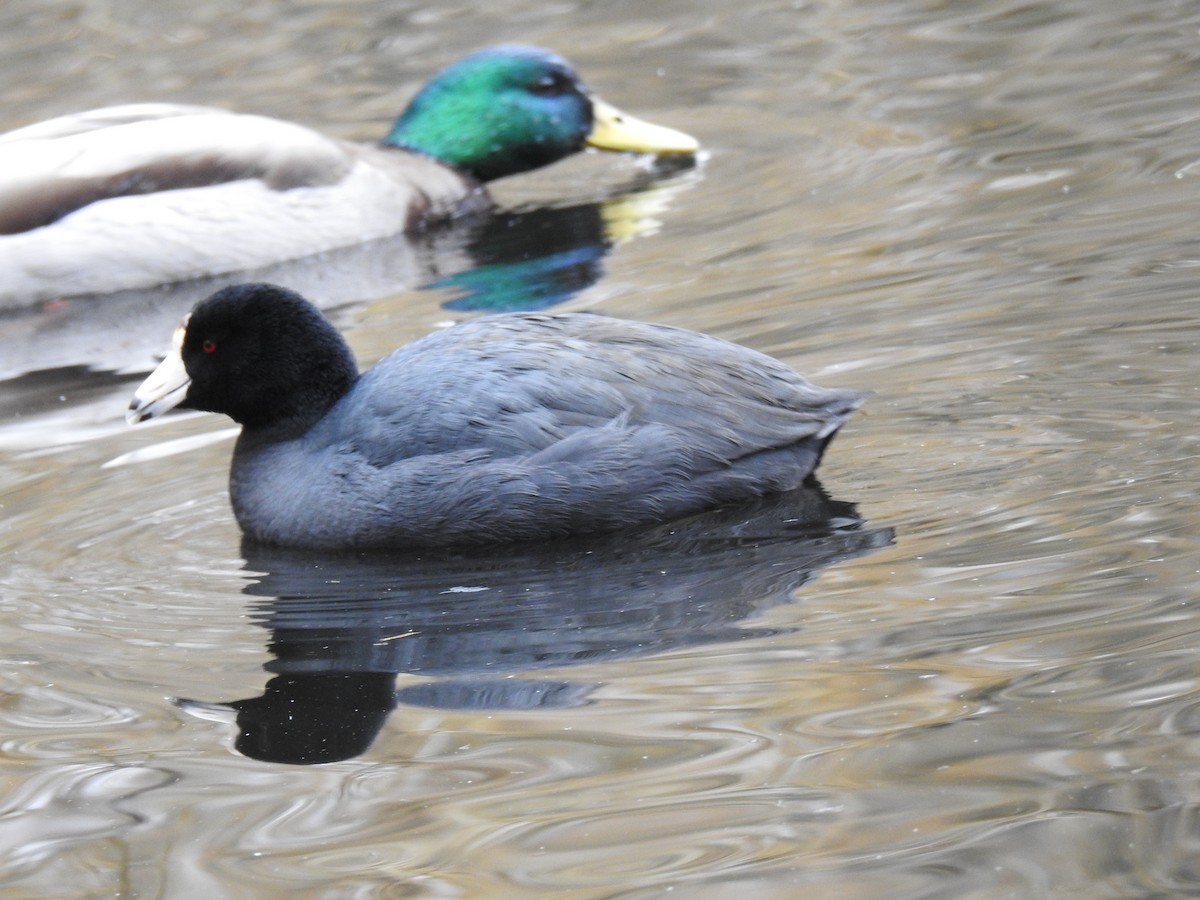 American Coot - ML51848181