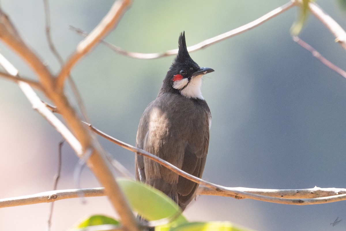 Red-whiskered Bulbul - ML518481891