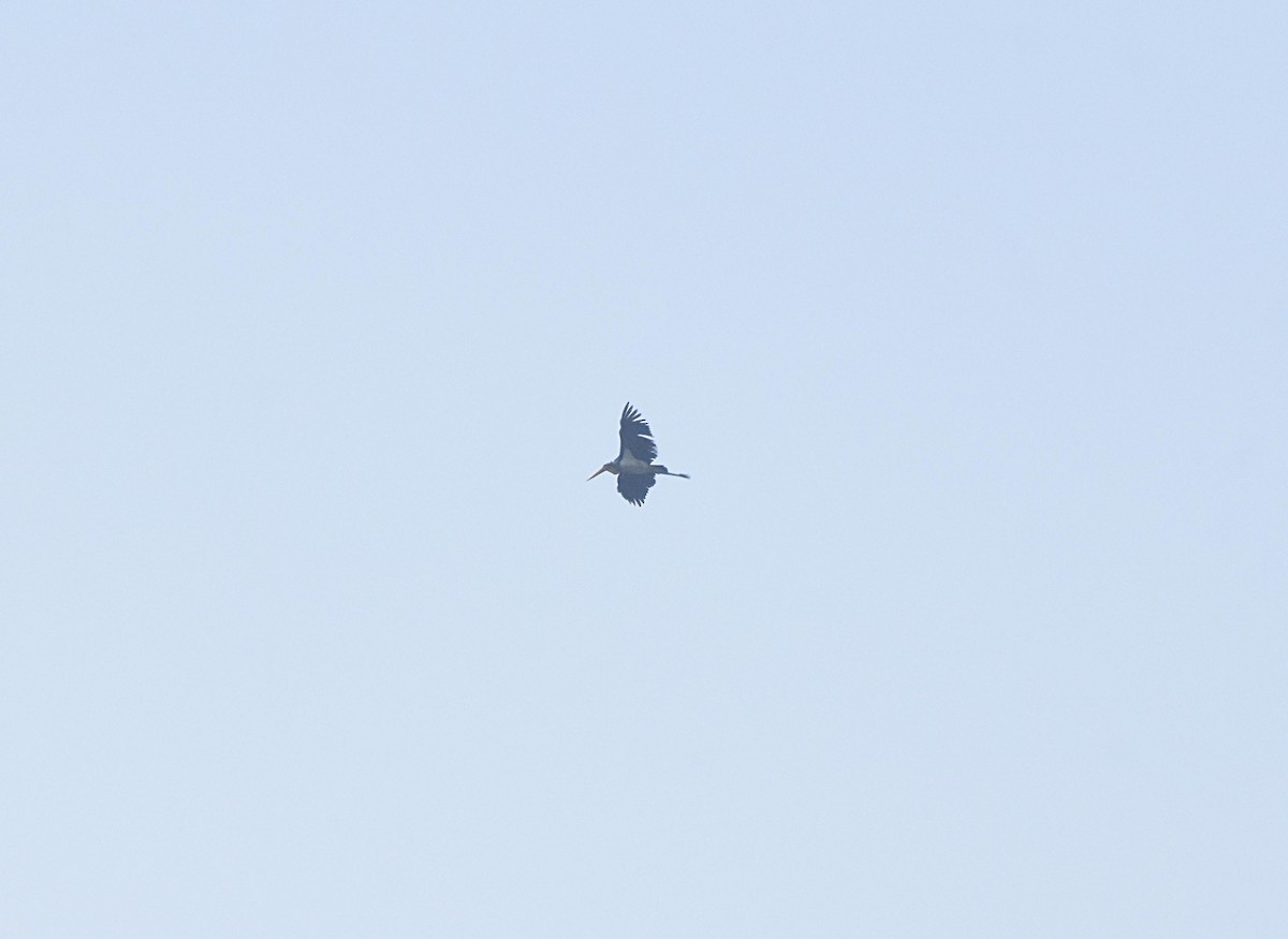 Lesser Adjutant - ML518482451