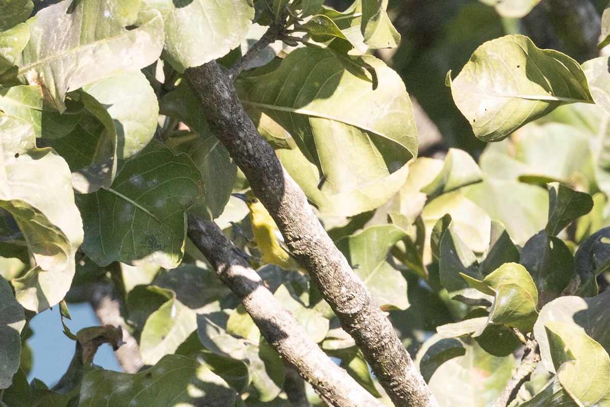 Common Iora - ML518482811