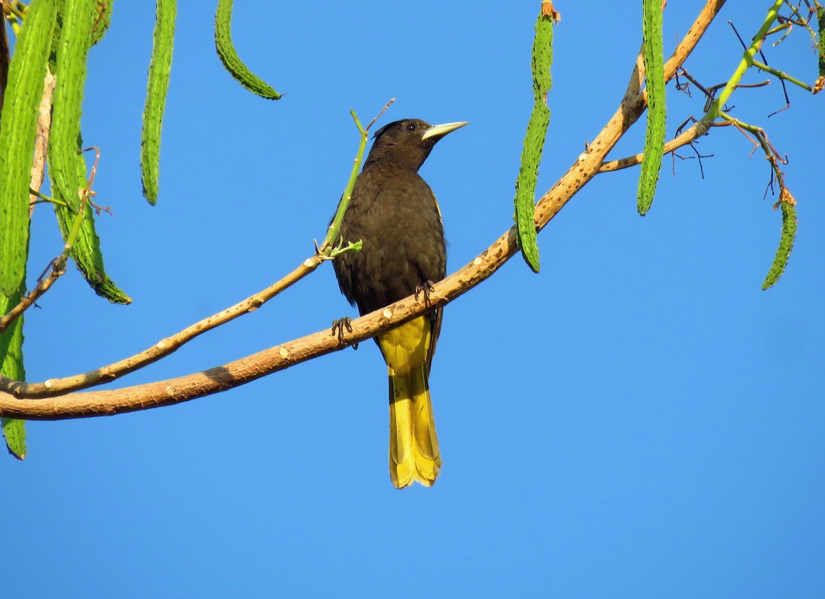 Yellow-winged Cacique - ML51848371