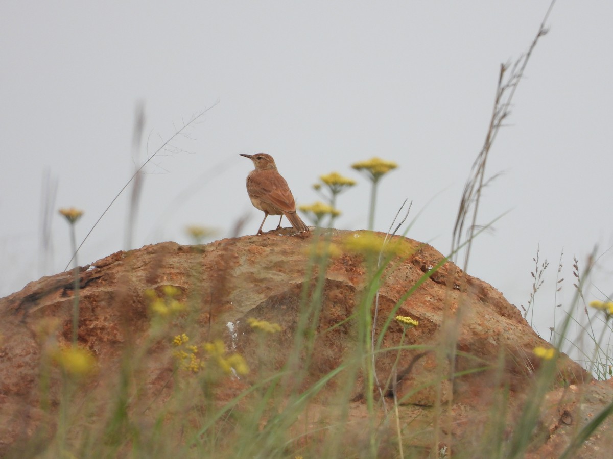 Transvaal Toygarı - ML518484091