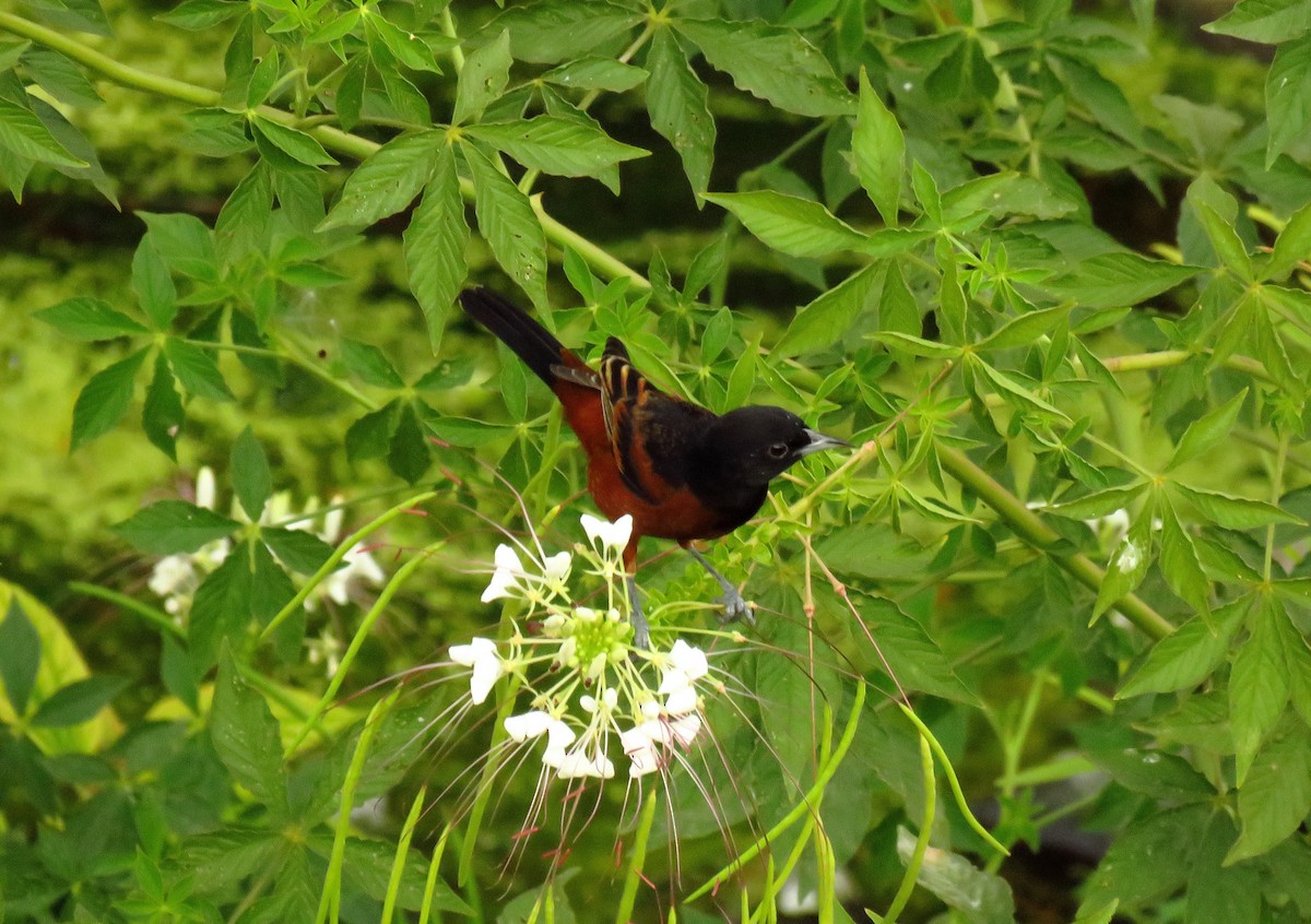 Orchard Oriole - ML51848431