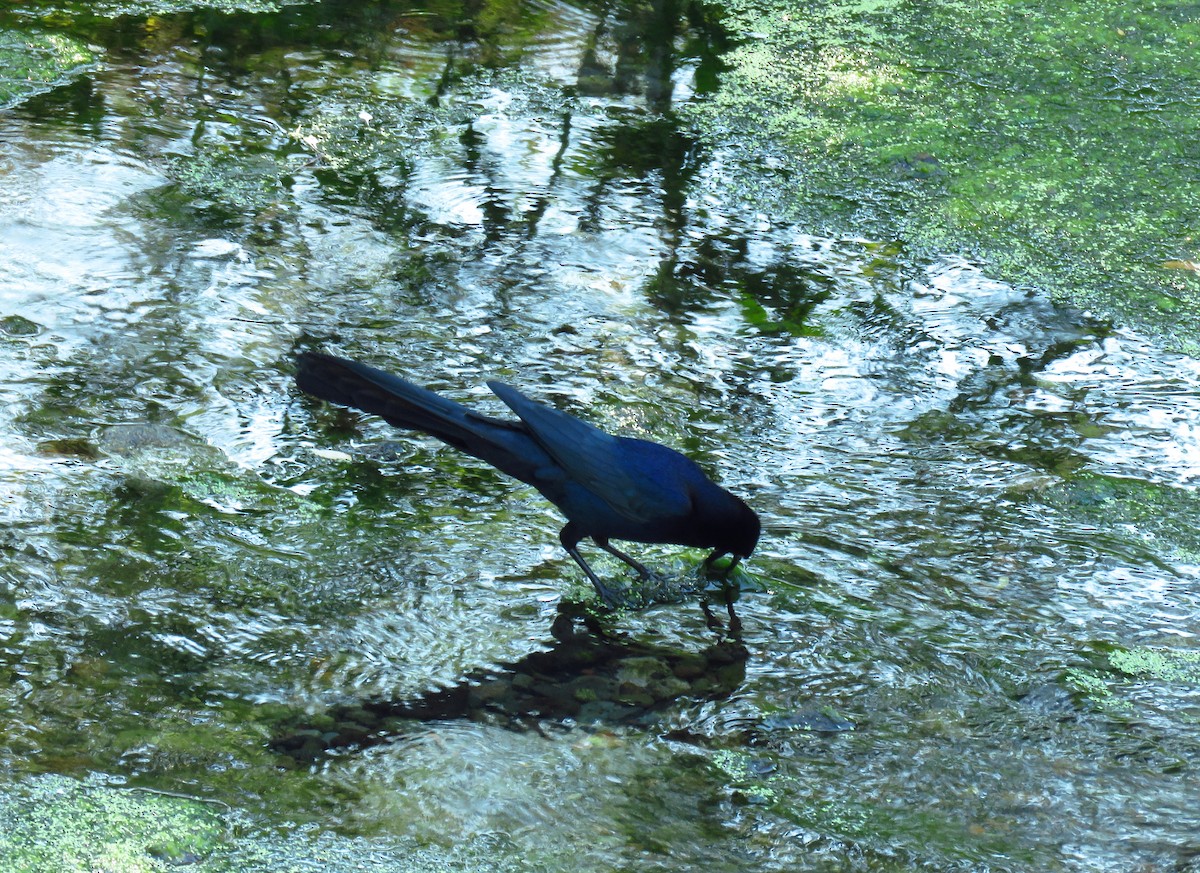 Great-tailed Grackle - ML51848441