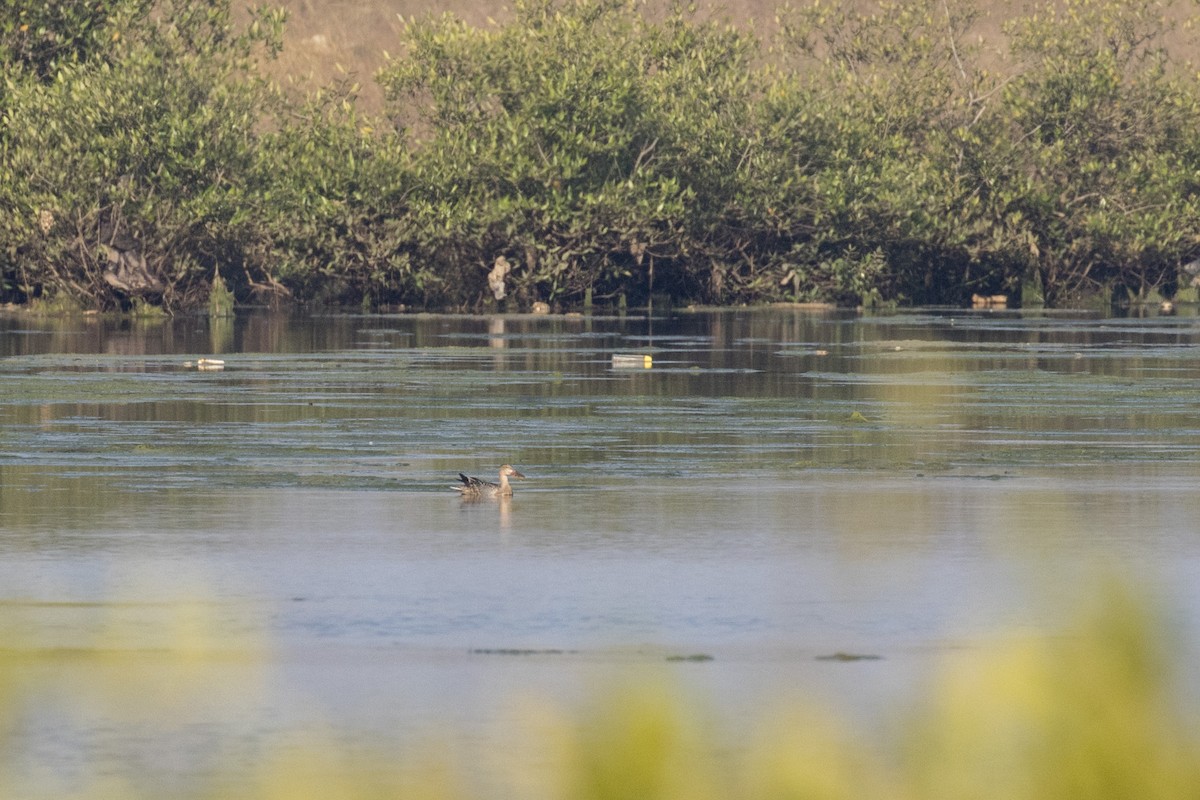 Халбага нугас - ML518484931