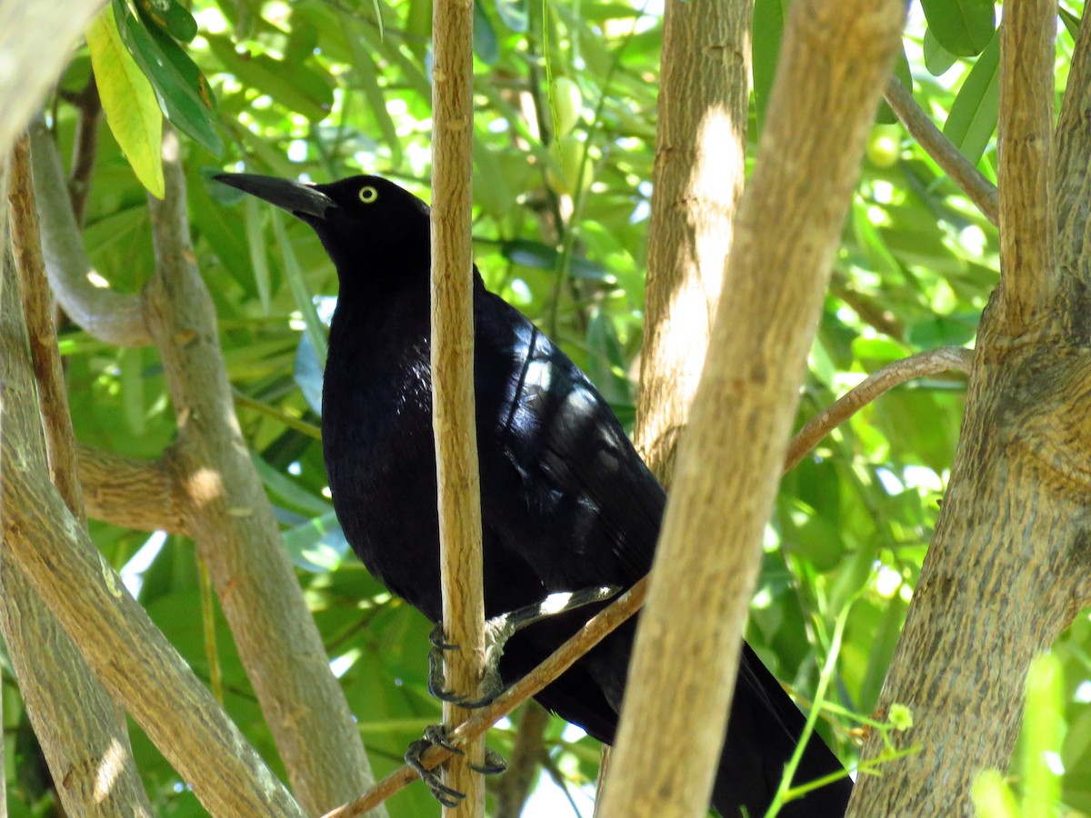 Great-tailed Grackle - ML51848591