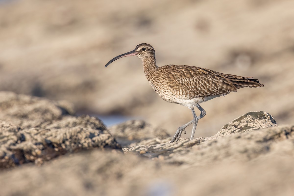 Eurasian Whimbrel - Max Khoo