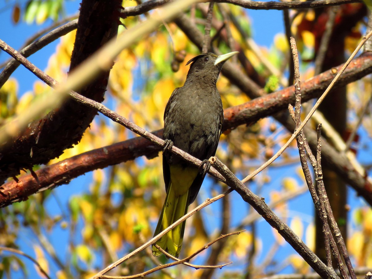 Yellow-winged Cacique - ML51848611