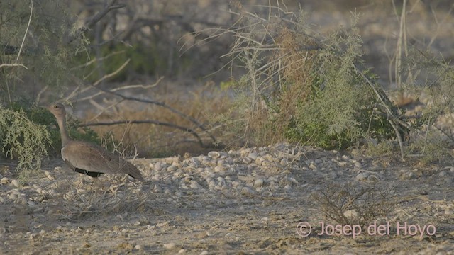 Sisón Moñudo del Sahel - ML518486271