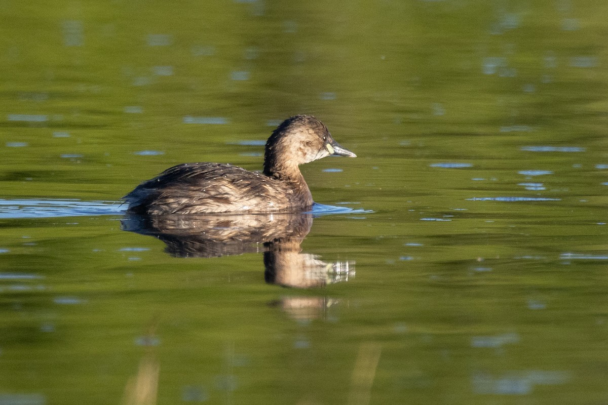 Zwergtaucher [ruficollis-Gruppe] - ML518486341