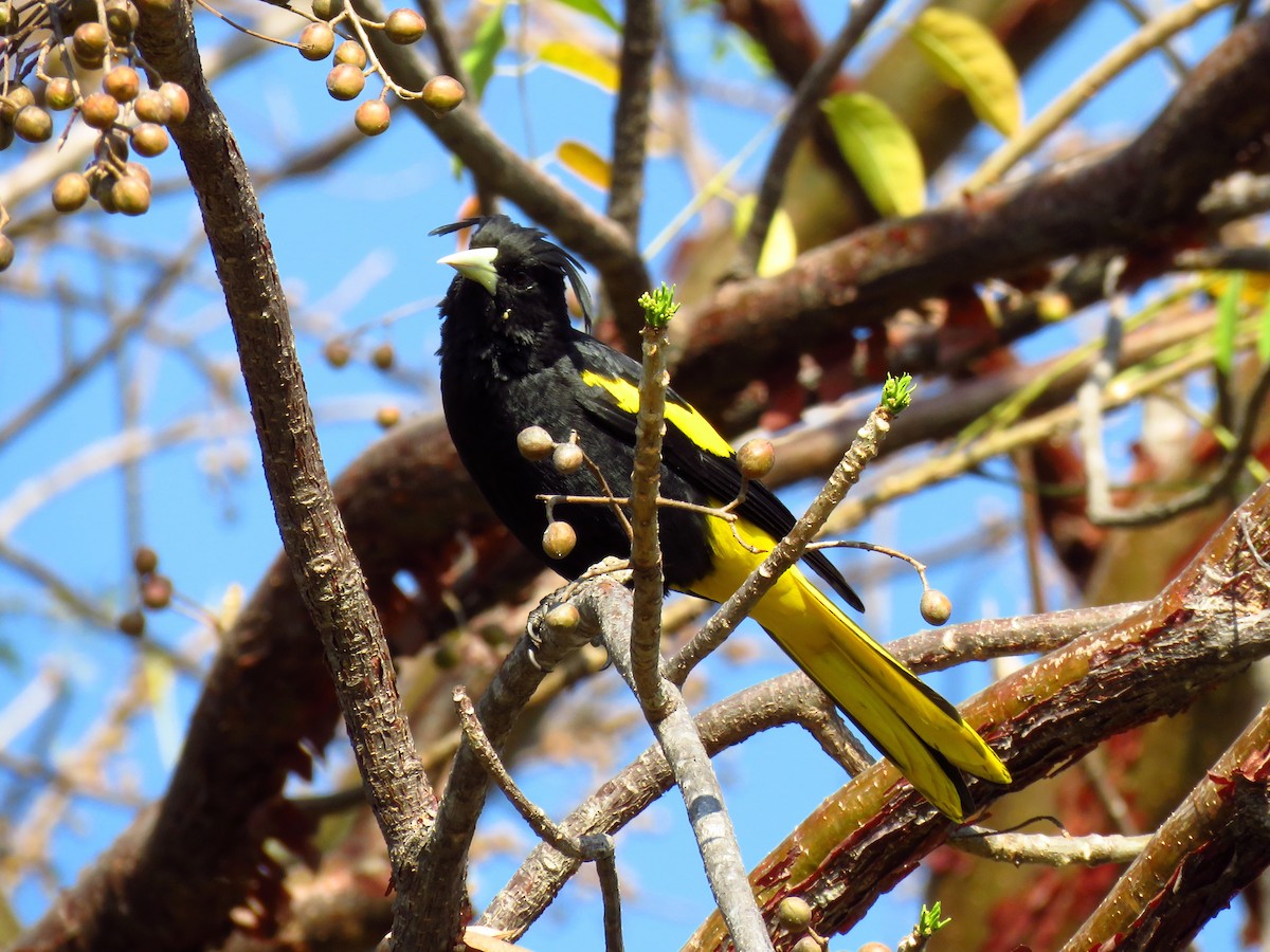 Yellow-winged Cacique - ML51848691