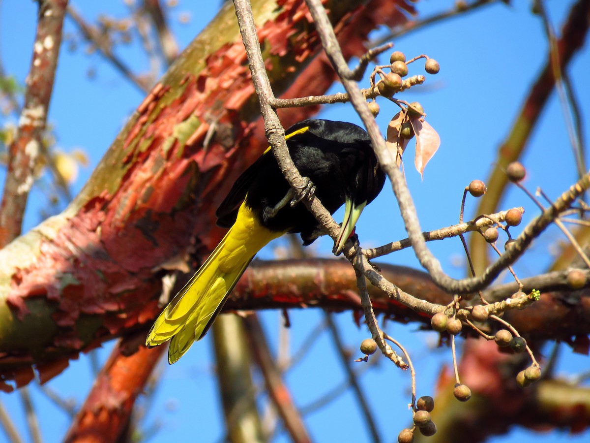 Yellow-winged Cacique - ML51848731