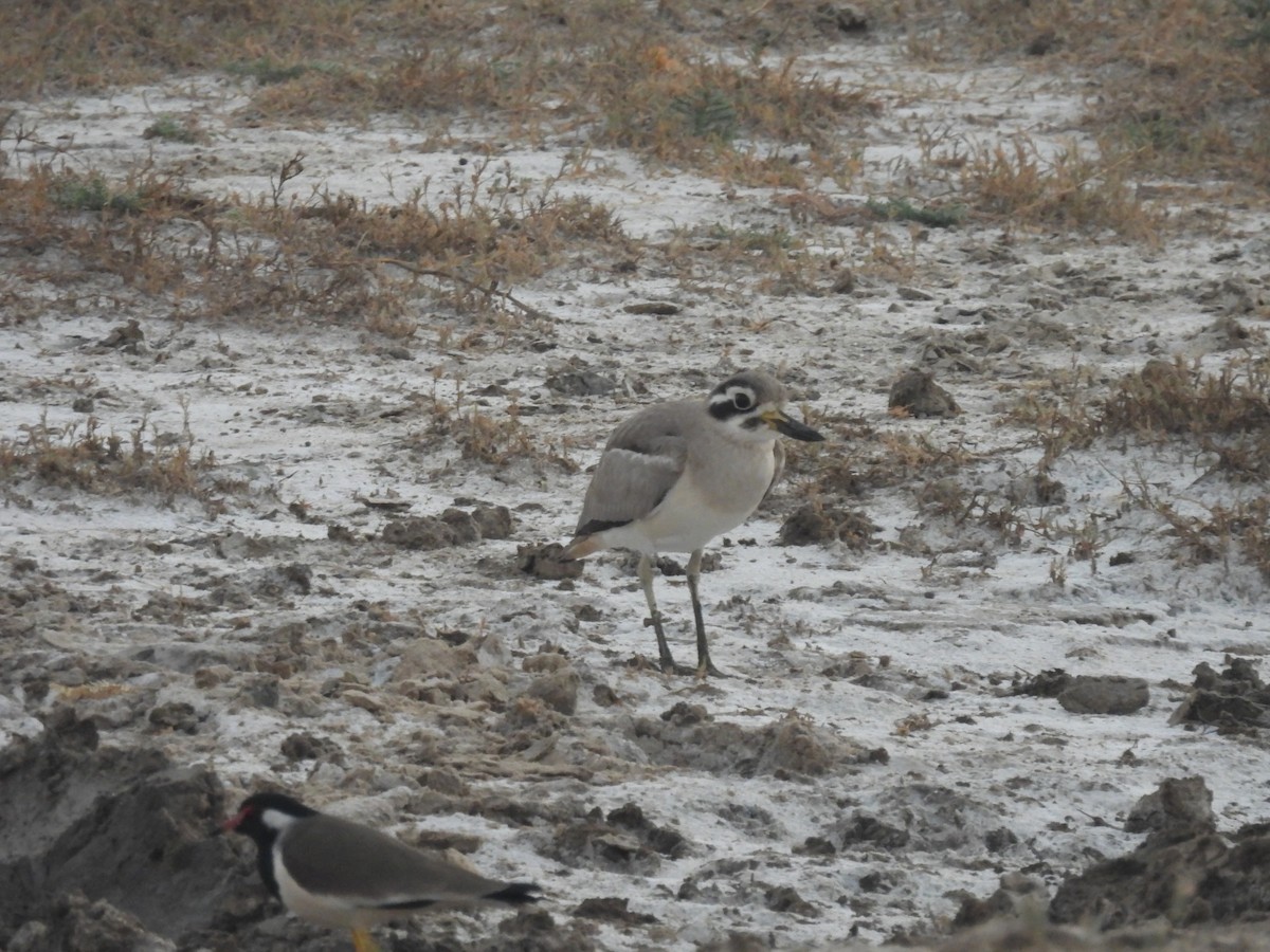 Great Thick-knee - John Miller