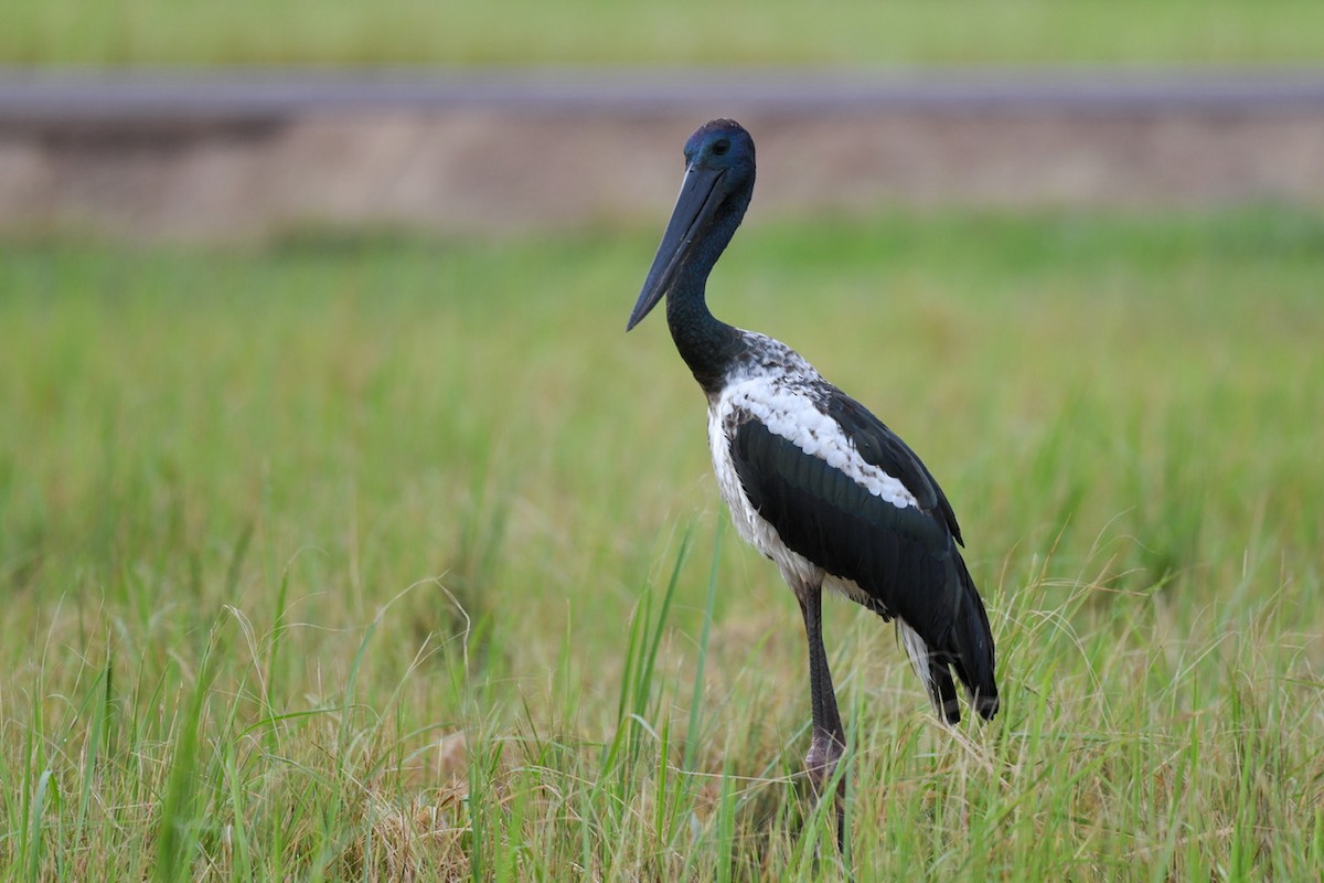 Black-necked Stork - ML518487411