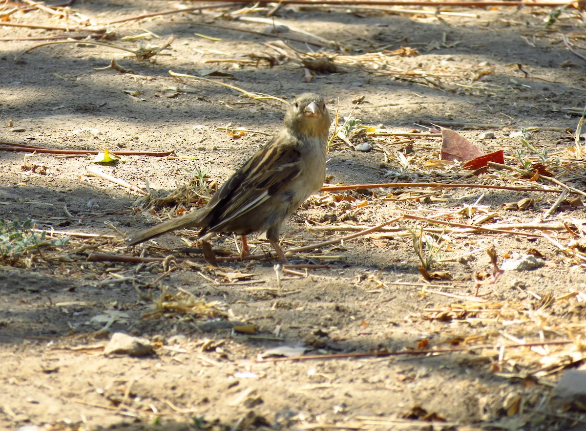 House Sparrow - ML51848781