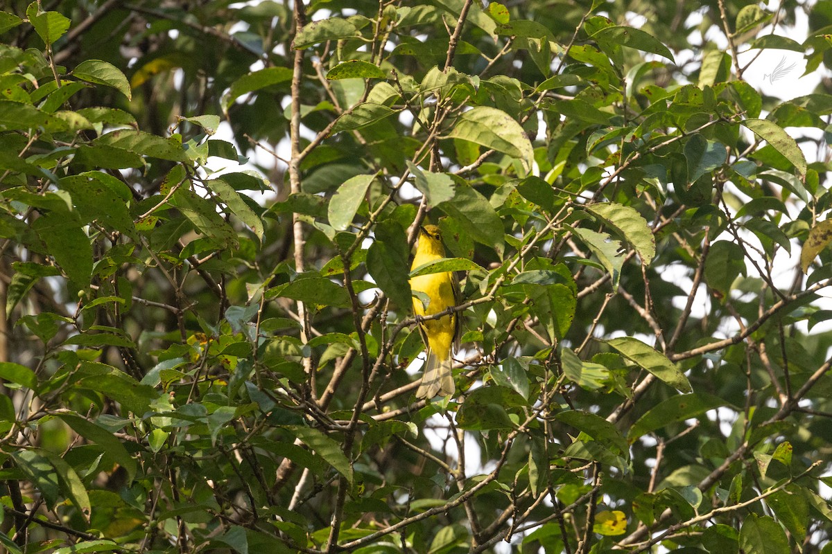 Yellow-browed Bulbul - ML518488431