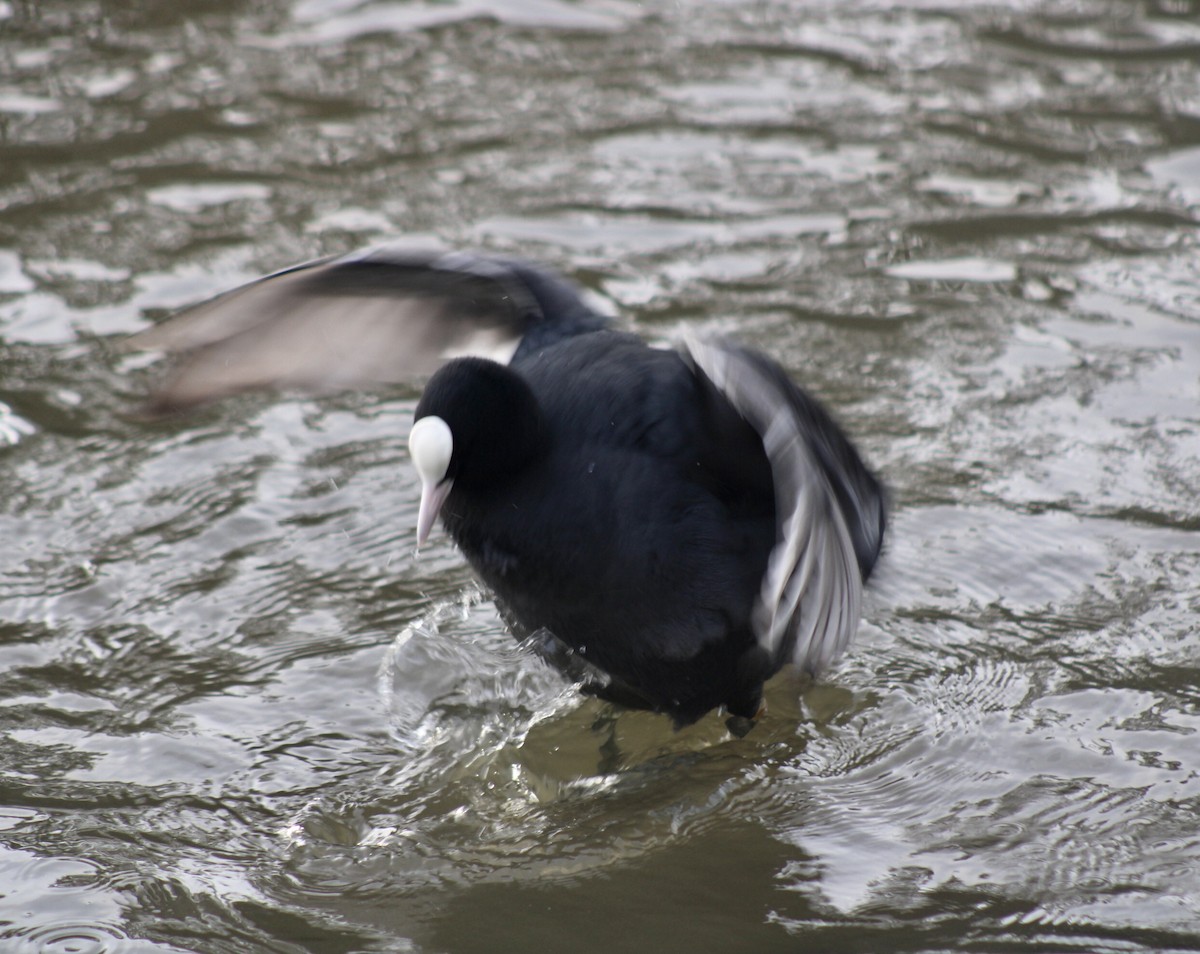 Eurasian Coot - ML518488751