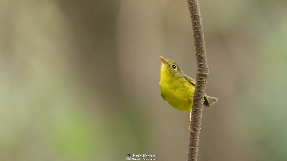 Bianchi's Warbler - Eric Kwan