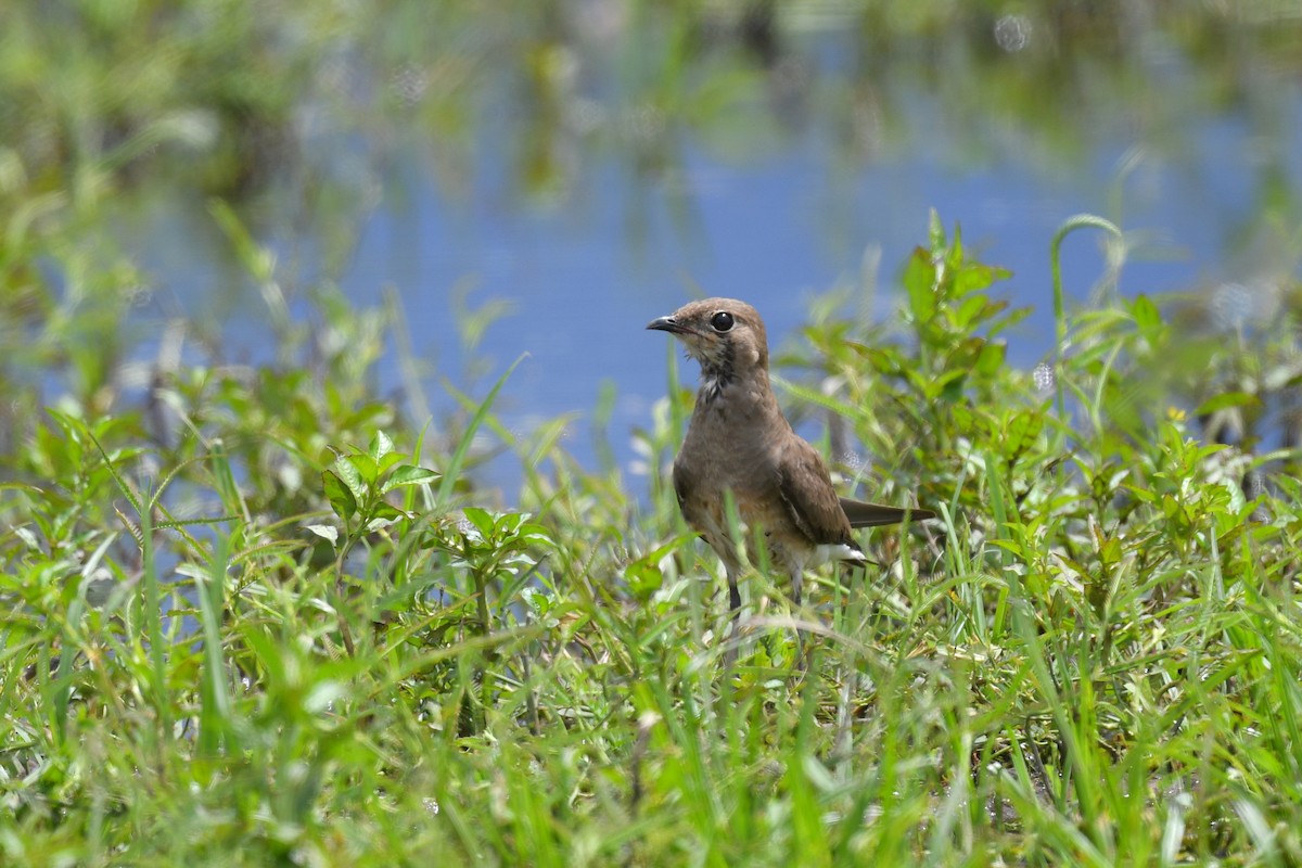 Oriental Pratincole - ML518489531