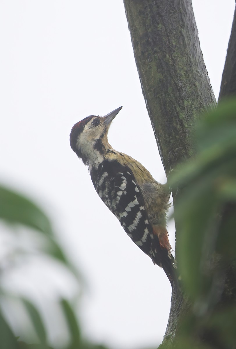 Fulvous-breasted Woodpecker - ML518491041