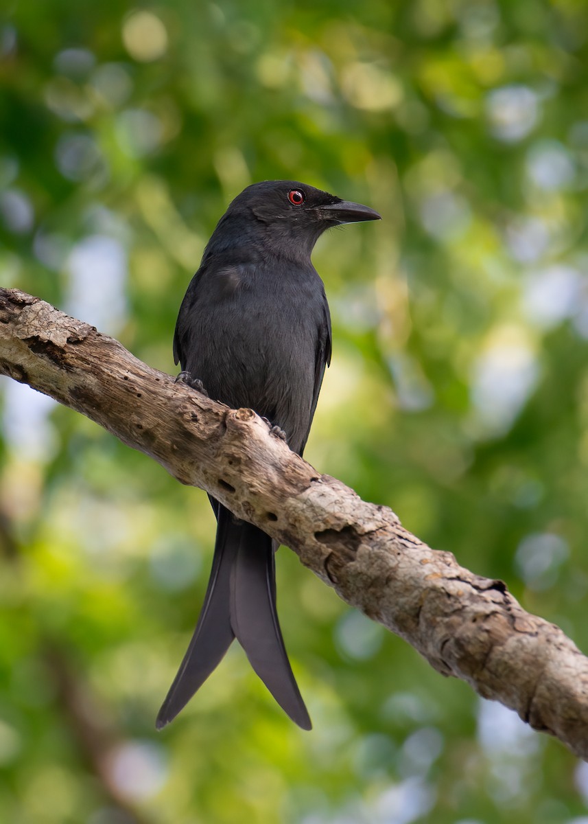 Ashy Drongo - Shashika Bandara