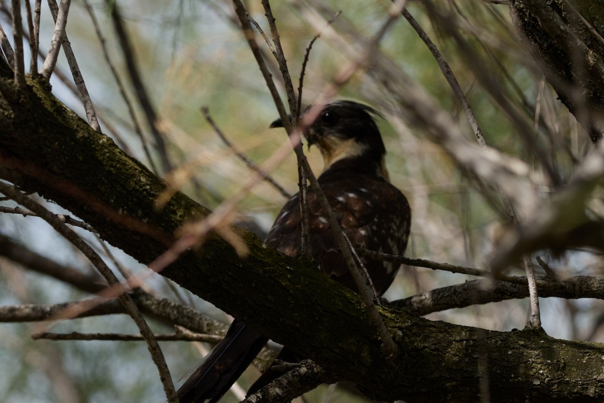 Great Spotted Cuckoo - ML518493481