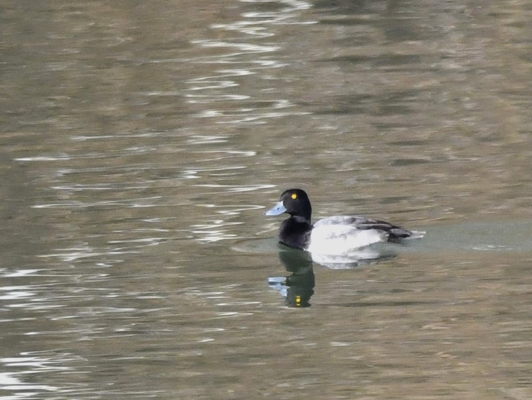 Greater Scaup - ML518493501