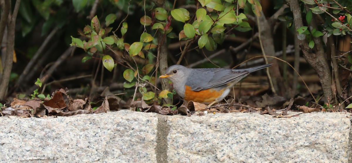 Gray-backed Thrush - ML518493571