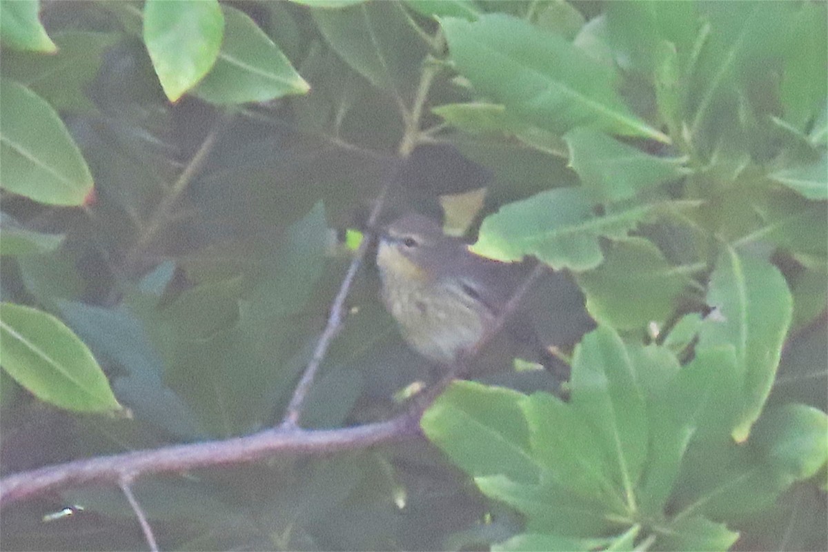 myrteparula - ML518493741