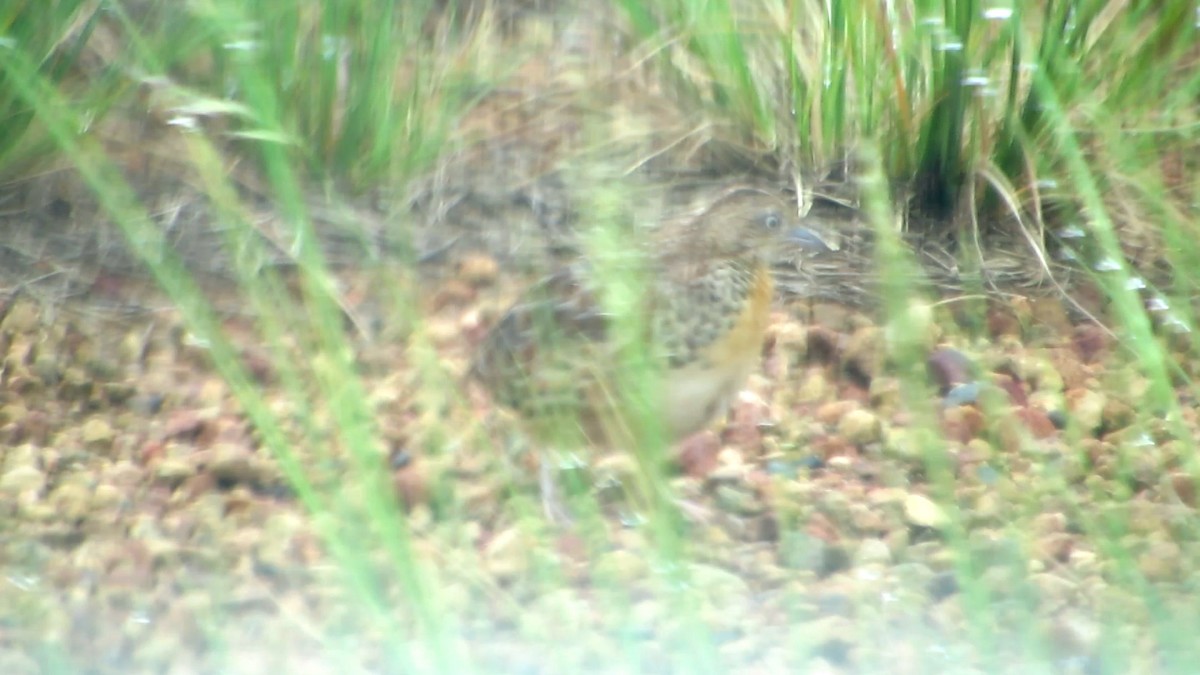 Small Buttonquail - ML51849391