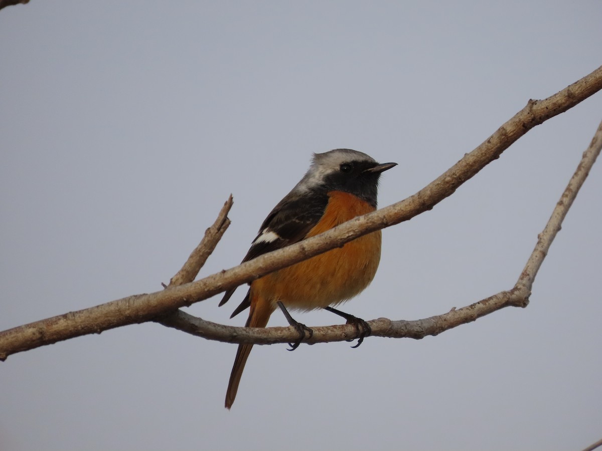 Daurian Redstart - Mingyun Seo