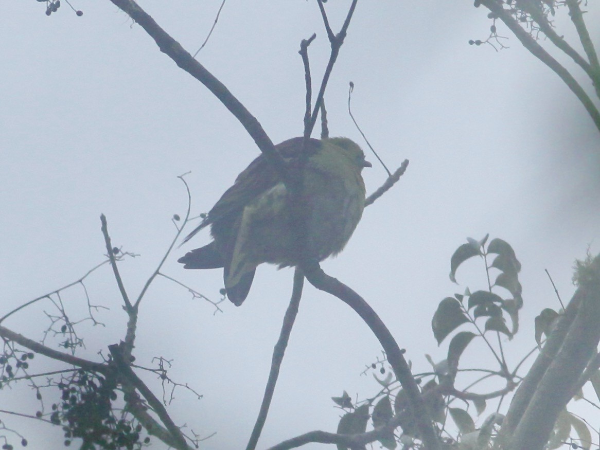 White-bellied Green-Pigeon - ML518494821