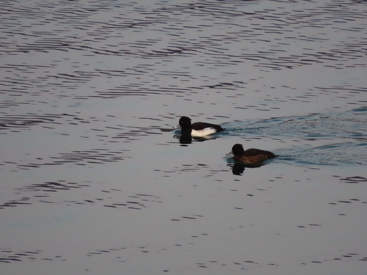 Tufted Duck - ML518495291
