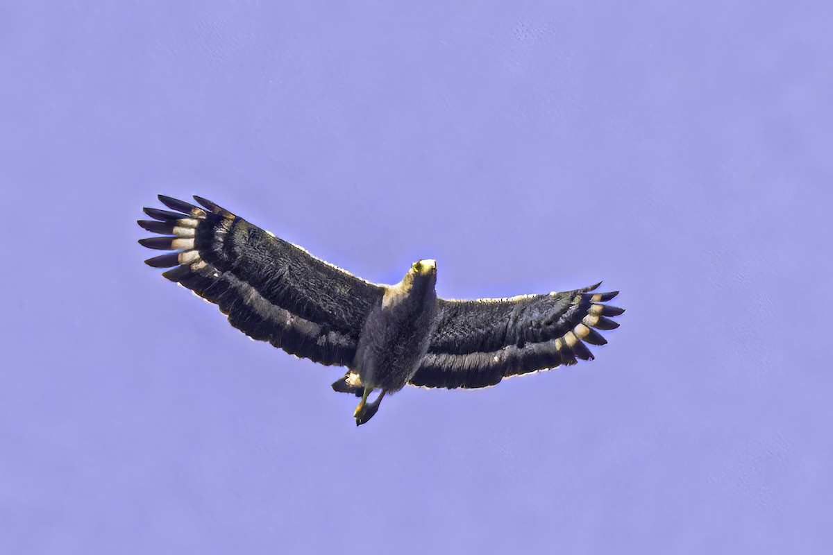 Crested Serpent-Eagle - ML518496431