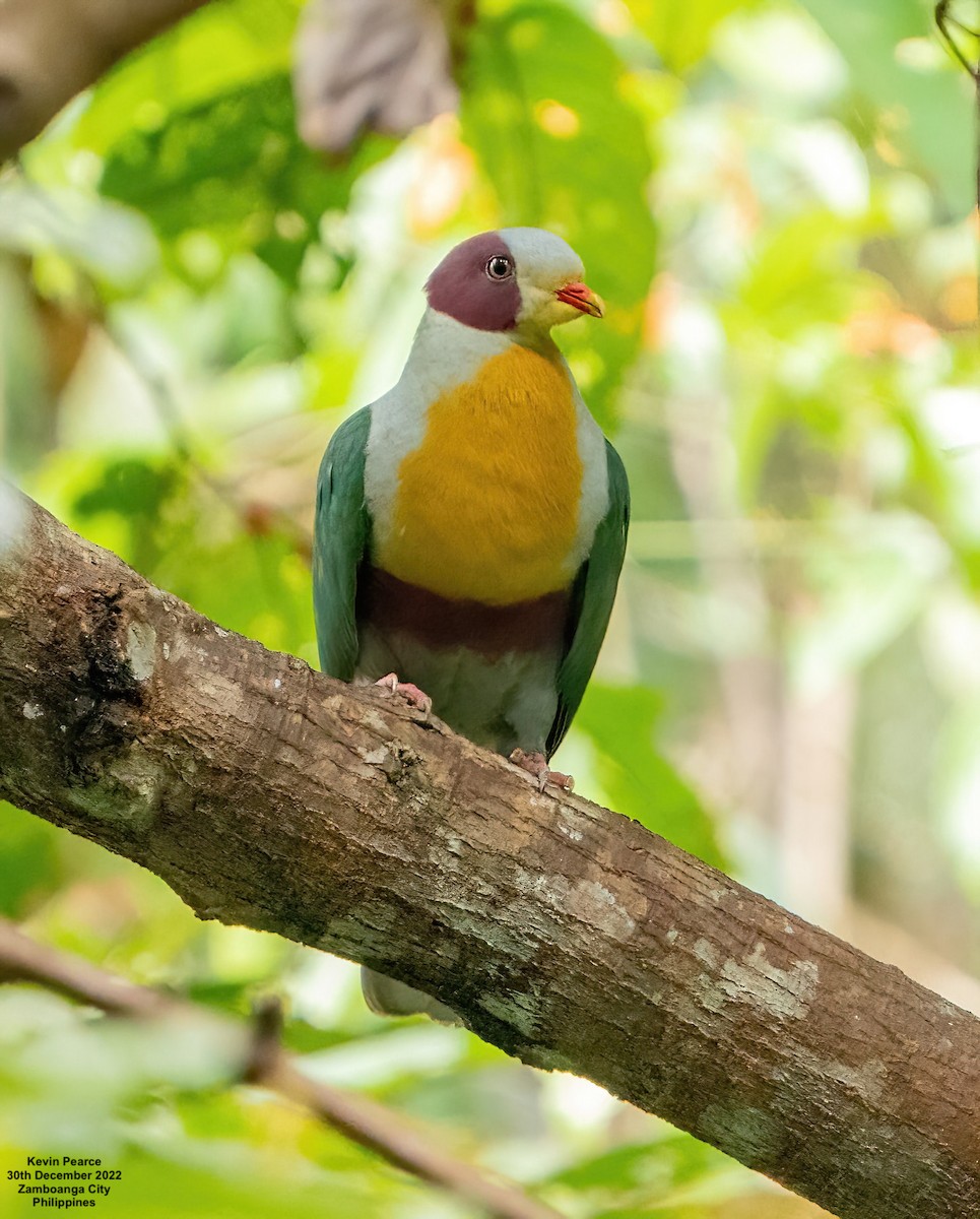 Yellow-breasted Fruit-Dove - ML518497431