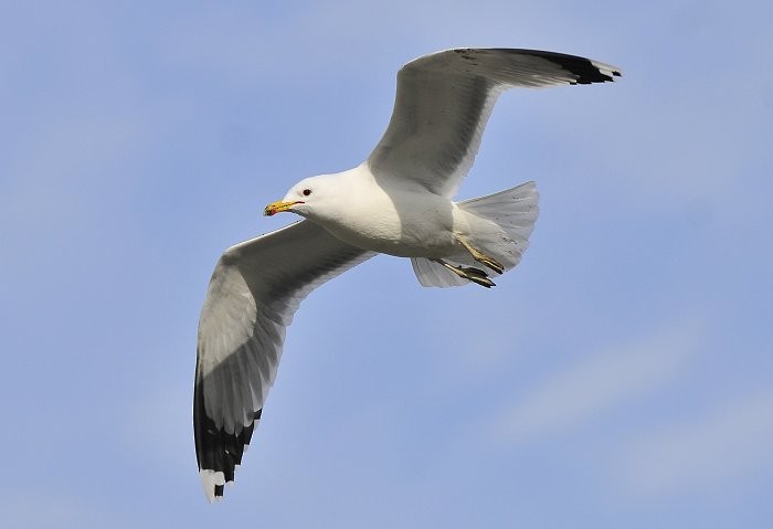 California Gull - ML51849801