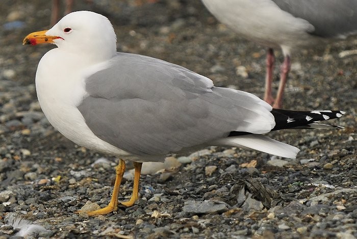 California Gull - ML51849811