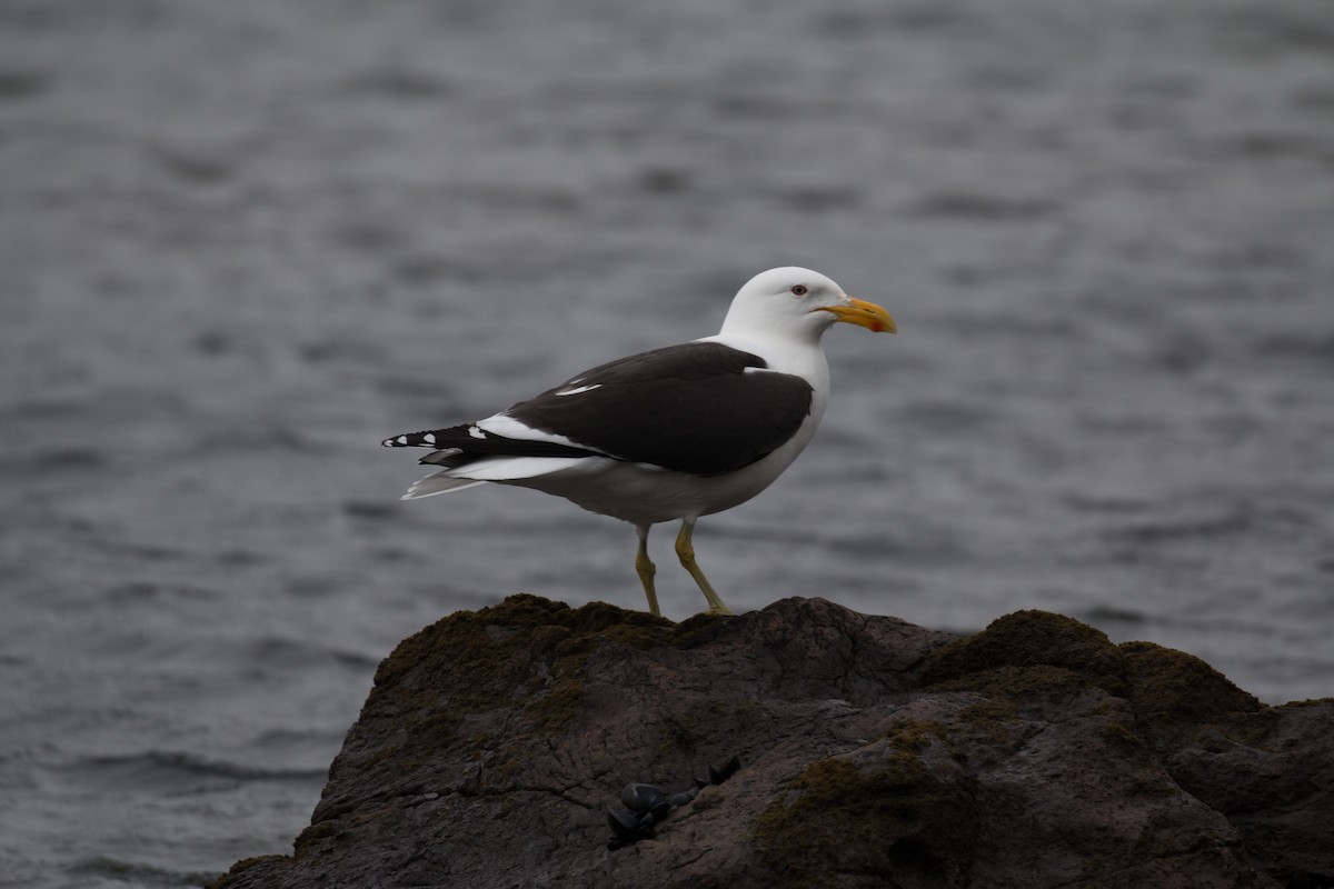 Kelp Gull - ML518499951