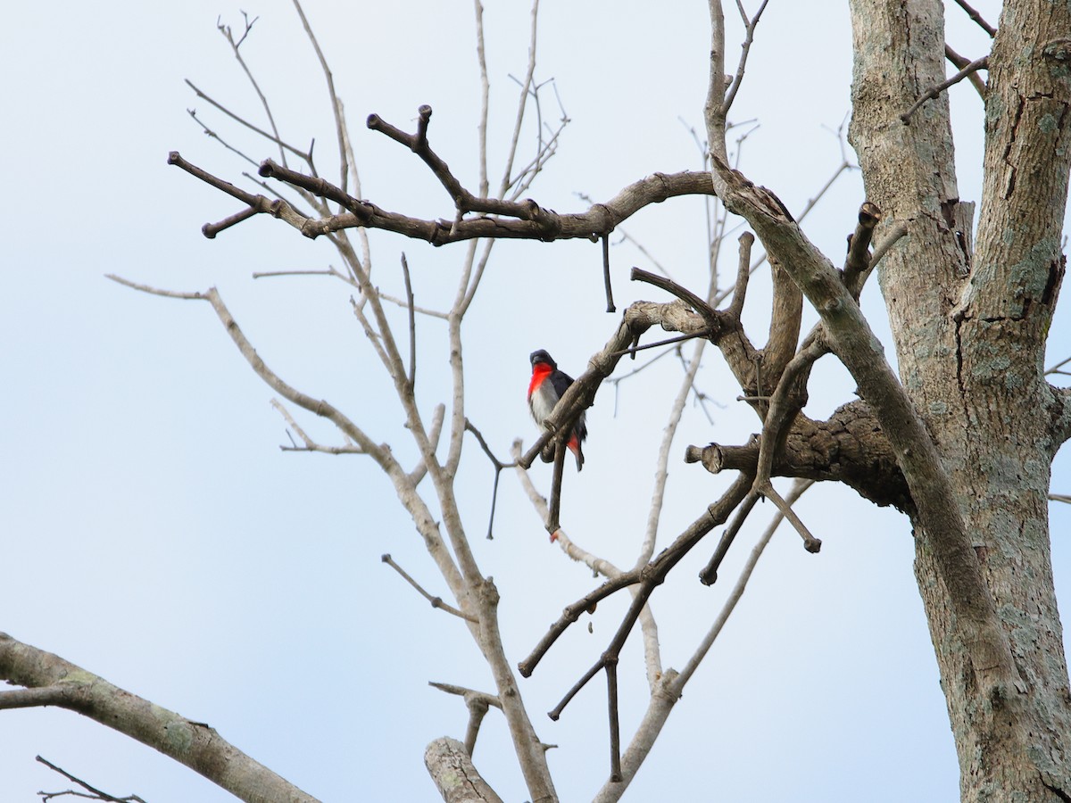 Mistletoebird - Rolo Rodsey