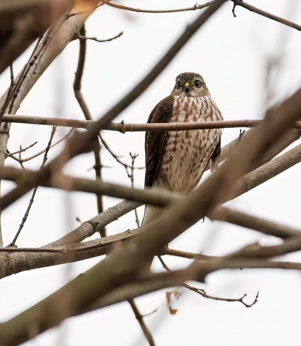 Sharp-shinned Hawk - ML518500531