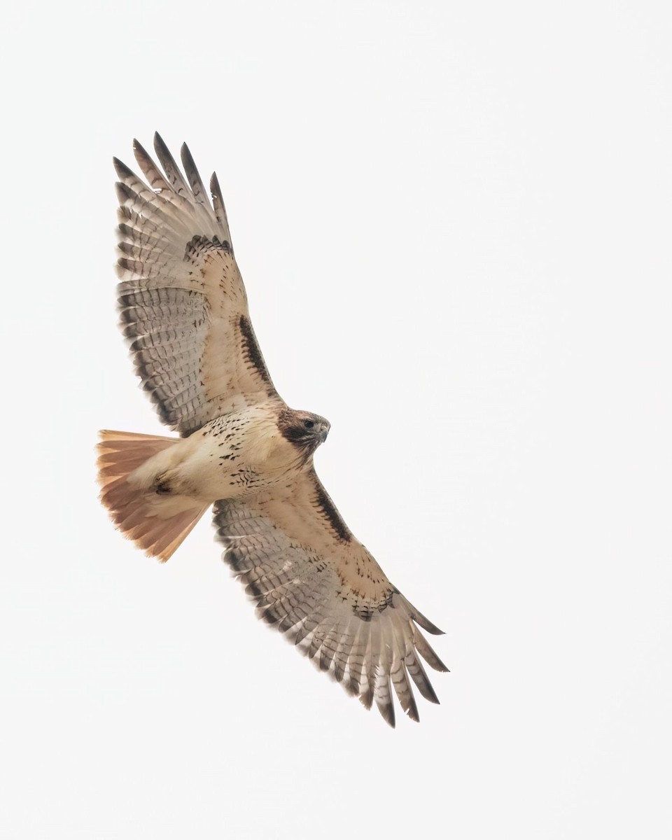 Red-tailed Hawk - ML518500571