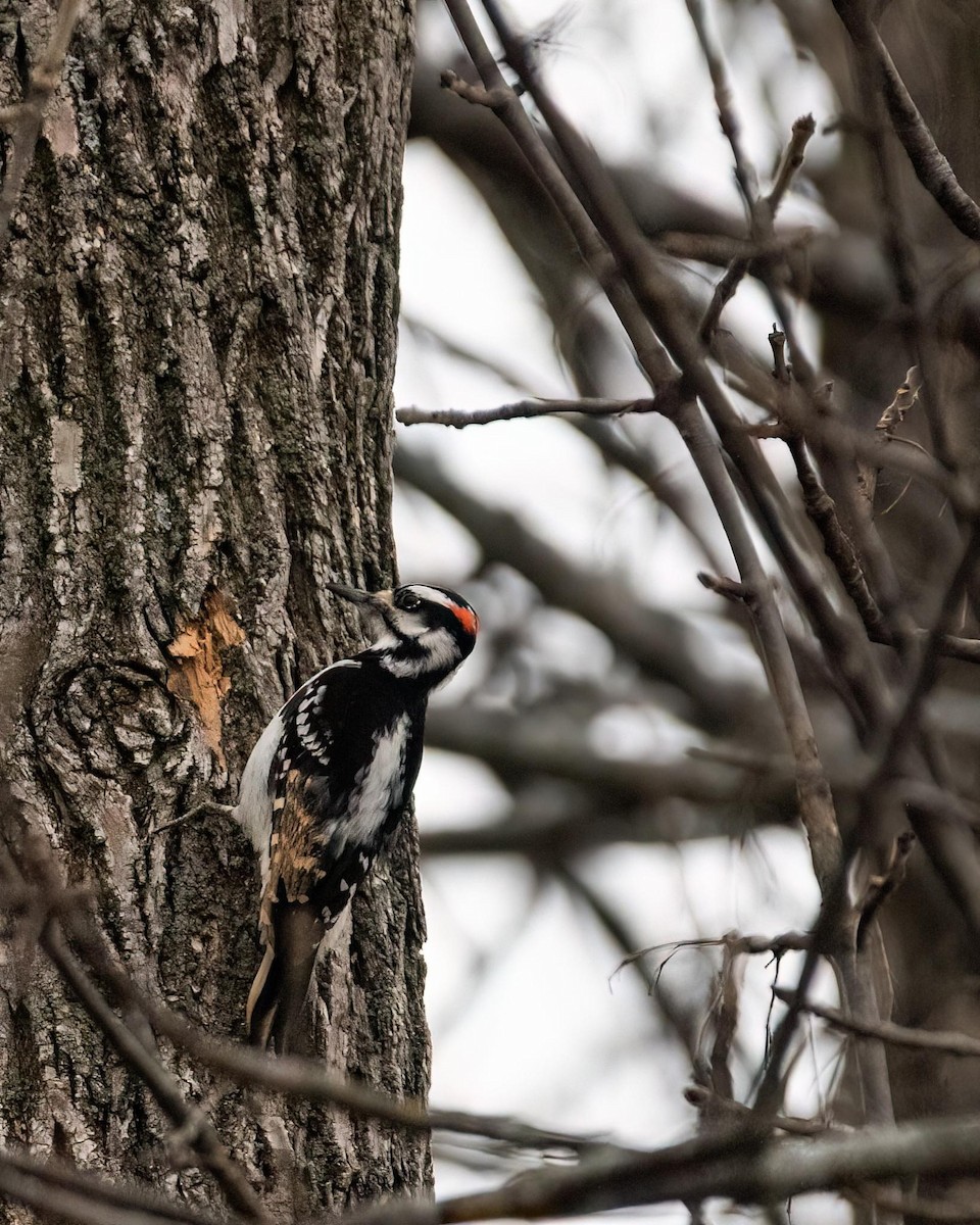 Hairy Woodpecker - ML518500581